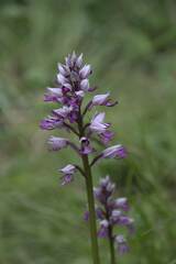 Orchis militaris