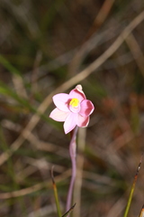 Thelymitra carnea