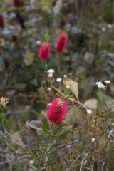 Melaleuca pachyphylla