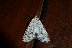 Utetheisa pulchelloides