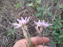 Scorzonera purpurea