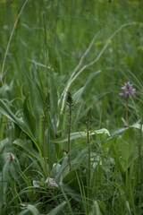 Neottia ovata