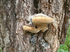 Phellinus igniarius