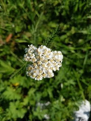 Achillea millefolium