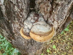 Phellinus igniarius