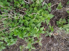 Fallopia