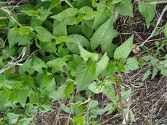 Fallopia