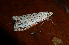 Utetheisa pulchelloides
