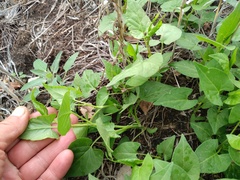 Fallopia