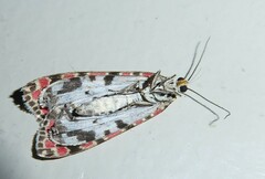 Utetheisa pulchelloides