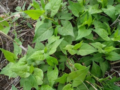 Fallopia