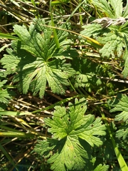 Geranium pratense