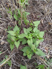 Fallopia