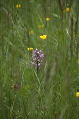 Orchis militaris