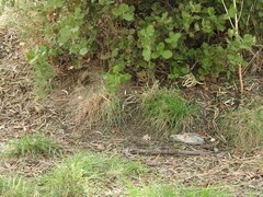 Quercus rotundifolia