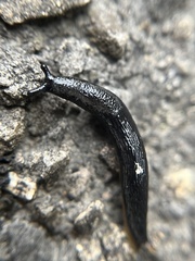Arion hortensis