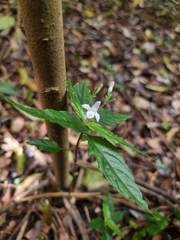 Isoglossa eranthemoides