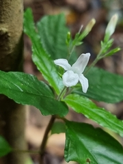 Isoglossa eranthemoides