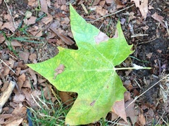 Platanus orientalis