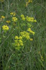 Euphorbia