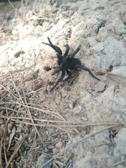 Amblyocarenum walckenaeri