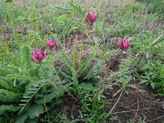 Astragalus cornutus