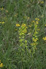 Euphorbia