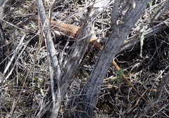 Pedioplanis lineoocellata