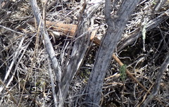 Pedioplanis lineoocellata