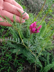 Astragalus cornutus