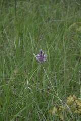 Orchis militaris