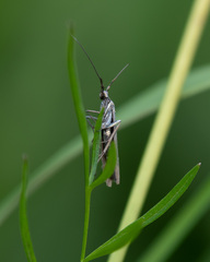 Coleophora deauratella