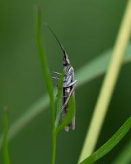 Coleophora deauratella