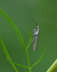 Coleophora deauratella