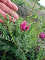 Astragalus cornutus