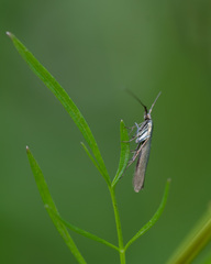 Coleophora deauratella