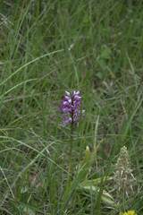 Orchis militaris