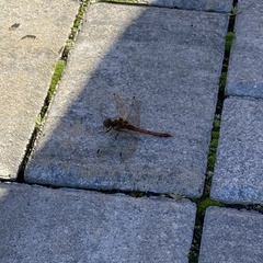 Sympetrum striolatum