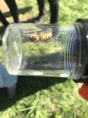Dolichovespula saxonica