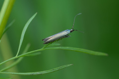 Coleophora deauratella