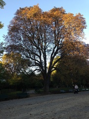 Aesculus hippocastanum