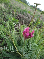 Astragalus cornutus