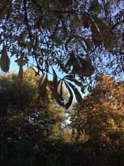 Aesculus hippocastanum