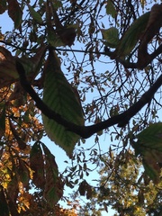 Aesculus hippocastanum