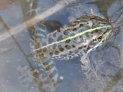 Pelophylax bedriagae