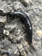 Arion hortensis
