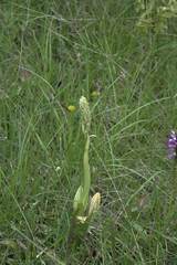 Himantoglossum hircinum