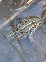 Pelophylax bedriagae