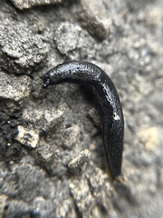 Arion hortensis