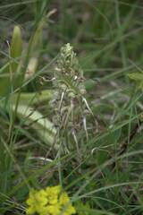 Himantoglossum hircinum